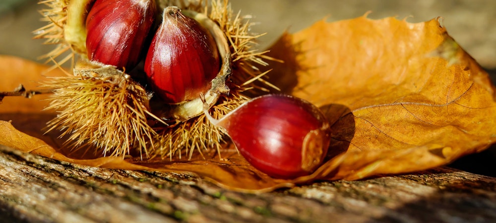 Rule over the November reign with the Queen of Autumn