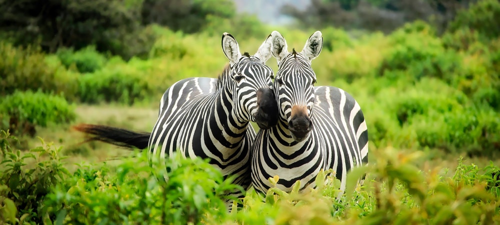 Safari or cruise? What to expect